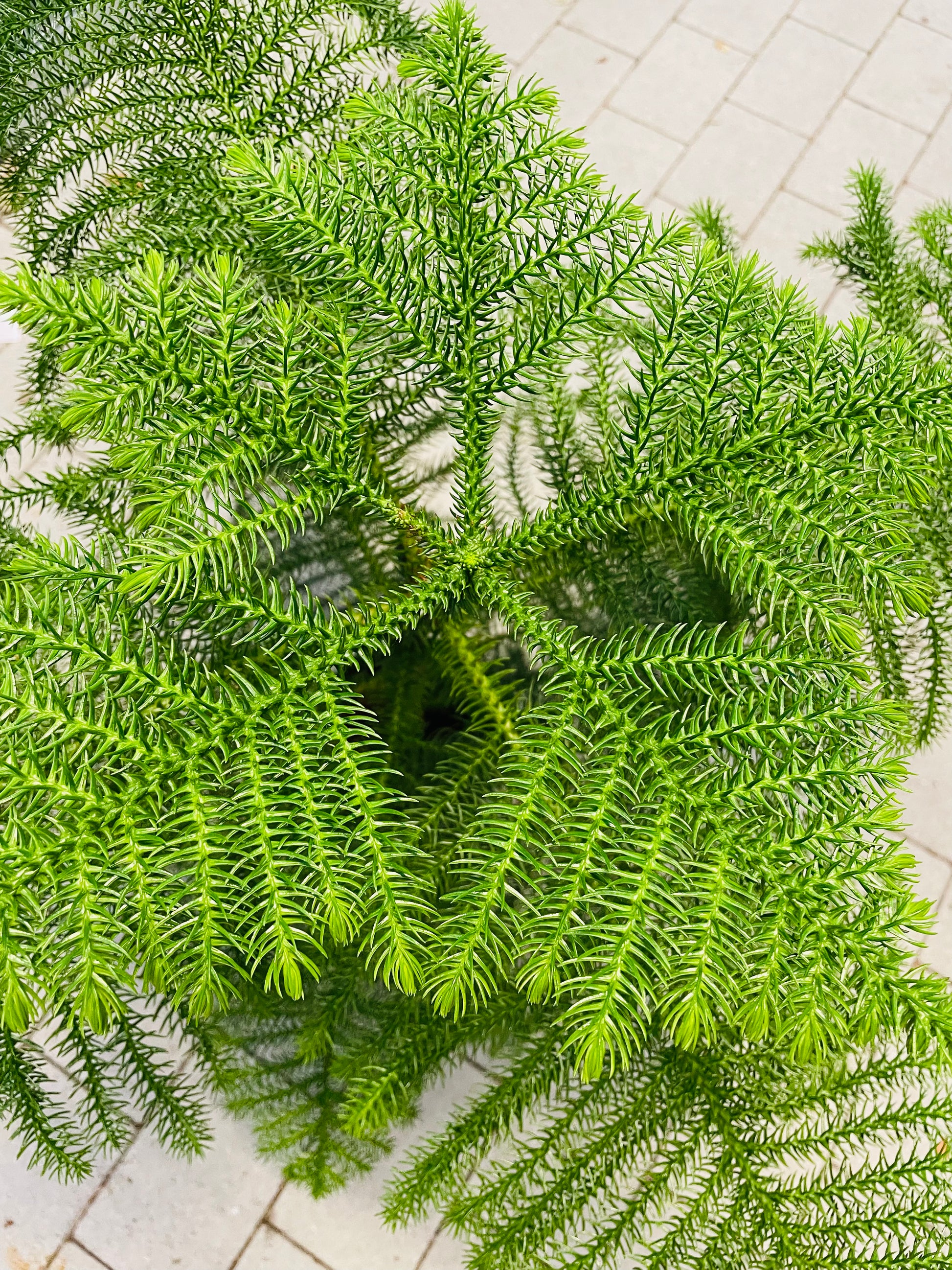 Bilde av Araucaria heterophylla Tim-Spanne Plantesalg