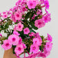 Phlox paniculata