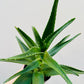 Bilde av Aloe mitriformis 12 cm potte-Spanne Plantesalg