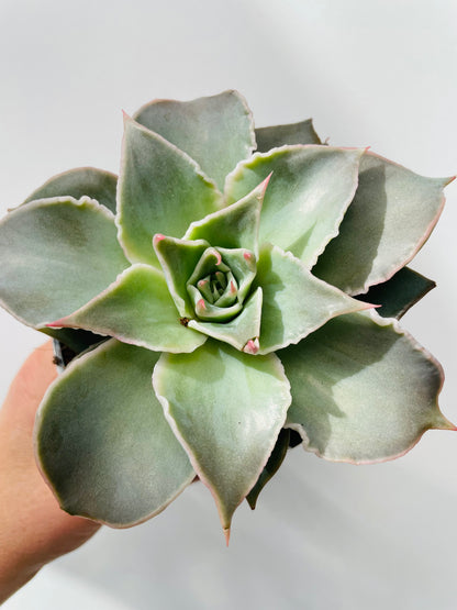 Echeveria ‘Madiba’