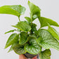 Bilde av Brunnera ‘Jack Frost’-Spanne Plantesalg