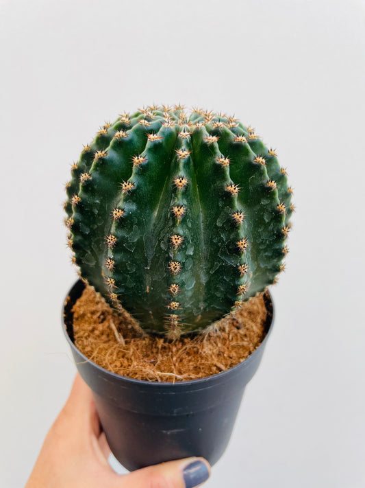 Bilde av Echinopsis eyriesii-Spanne Plantesalg