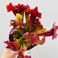 Bilde av Sarracenia ‘Maroon’-Spanne Plantesalg