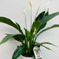 Spathiphyllum floribundum