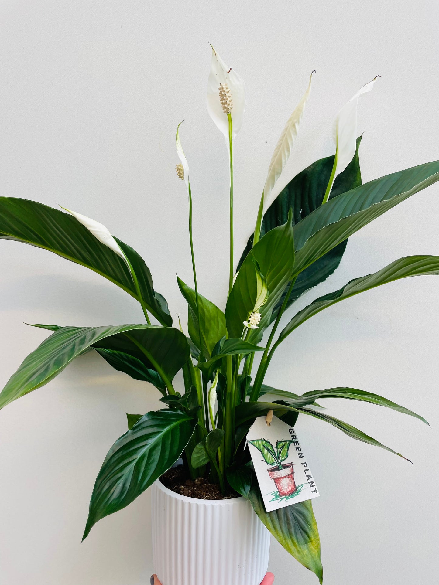 Spathiphyllum floribundum