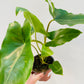 Bilde av Philodendron ‘Burle Marx’ 12 cm potte-Spanne Plantesalg