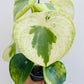 Bilde av Peperomia ‘Raindrop’ variegata-Spanne Plantesalg