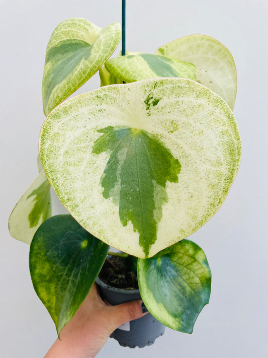 Bilde av Peperomia ‘Raindrop’ variegata-Spanne Plantesalg