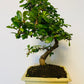 Bilde av Bonsai carmona retusa-Spanne Plantesalg