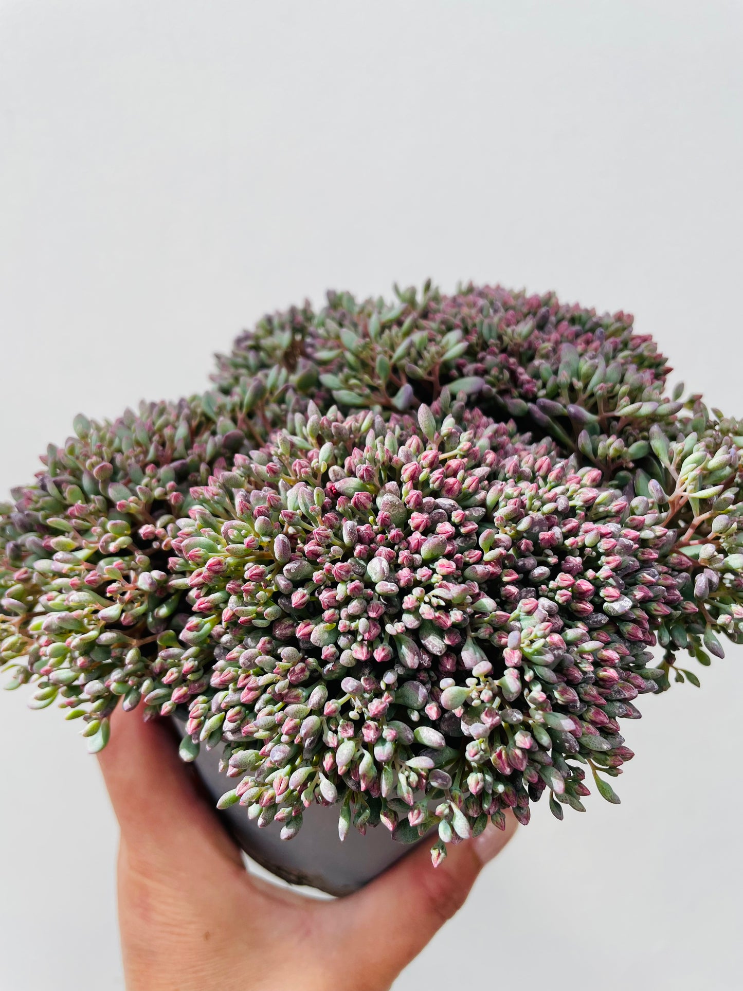 Sedum cauticolum ‘Painted Pebble’