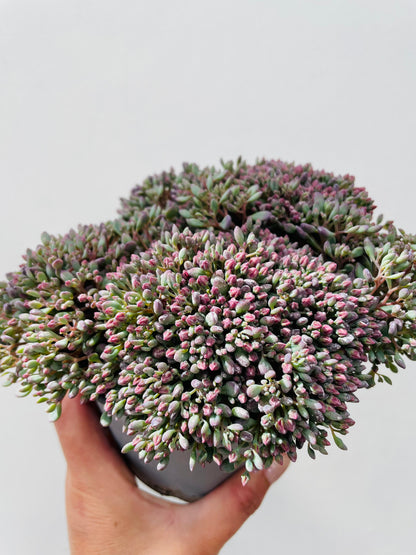 Sedum cauticolum ‘Painted Pebble’
