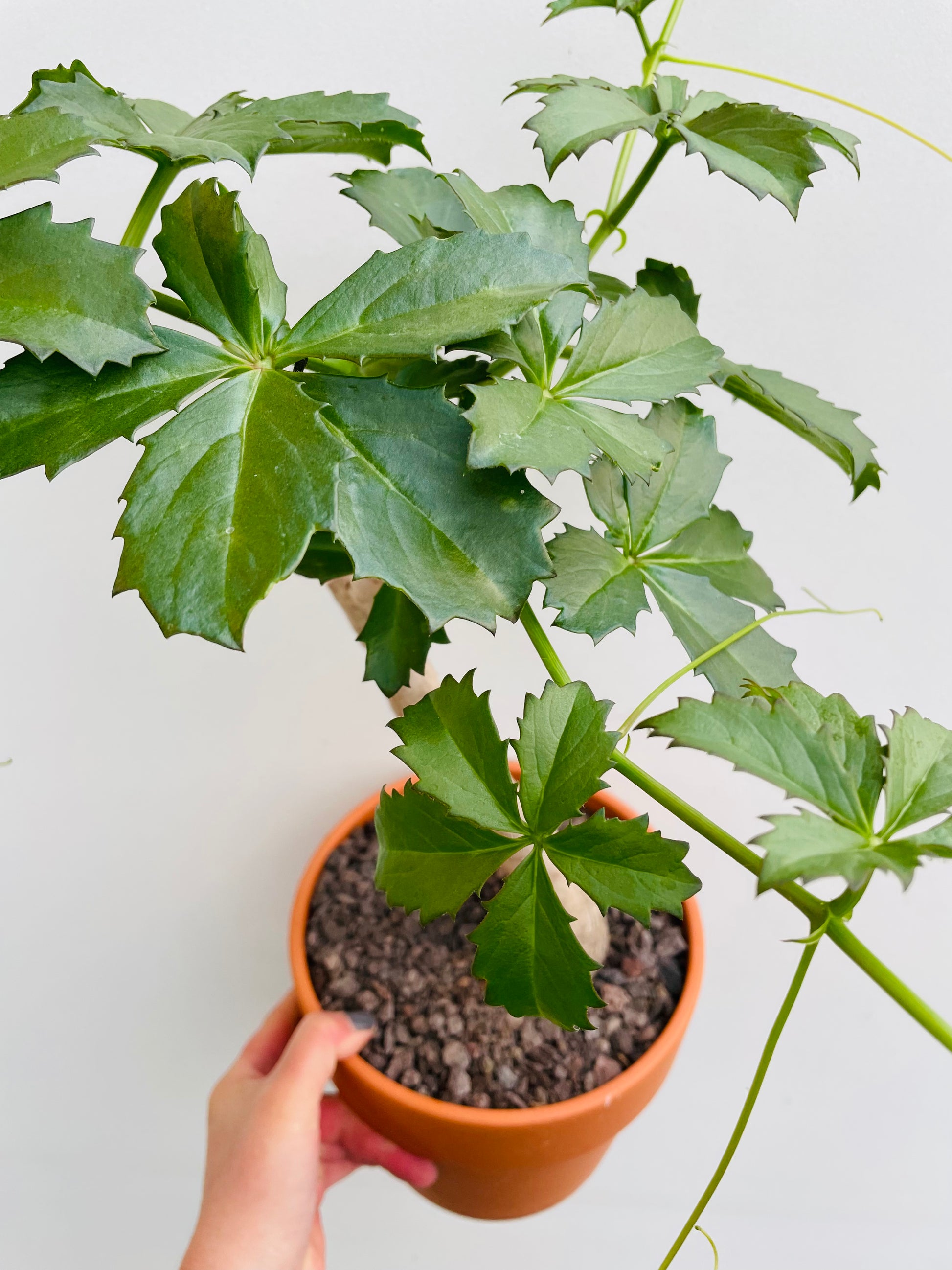 Bilde av Cyphostemma cirrhosum-Spanne Plantesalg