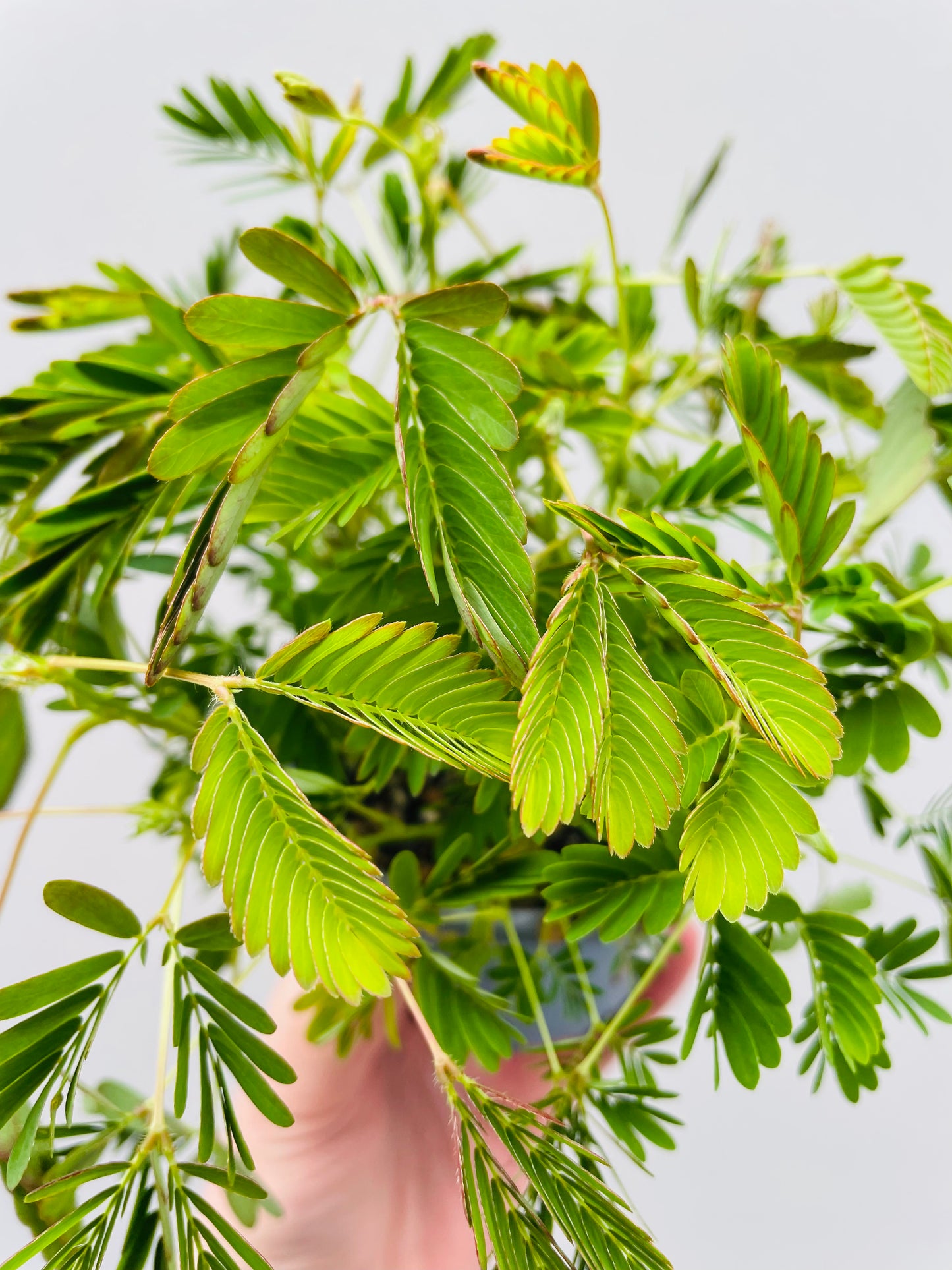 Bilde av Mimosa pudica ‘Rør meg ikke’-Spanne Plantesalg