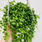 Bilde av Senecio ‘String Of Pearls’ ampel-Spanne Plantesalg