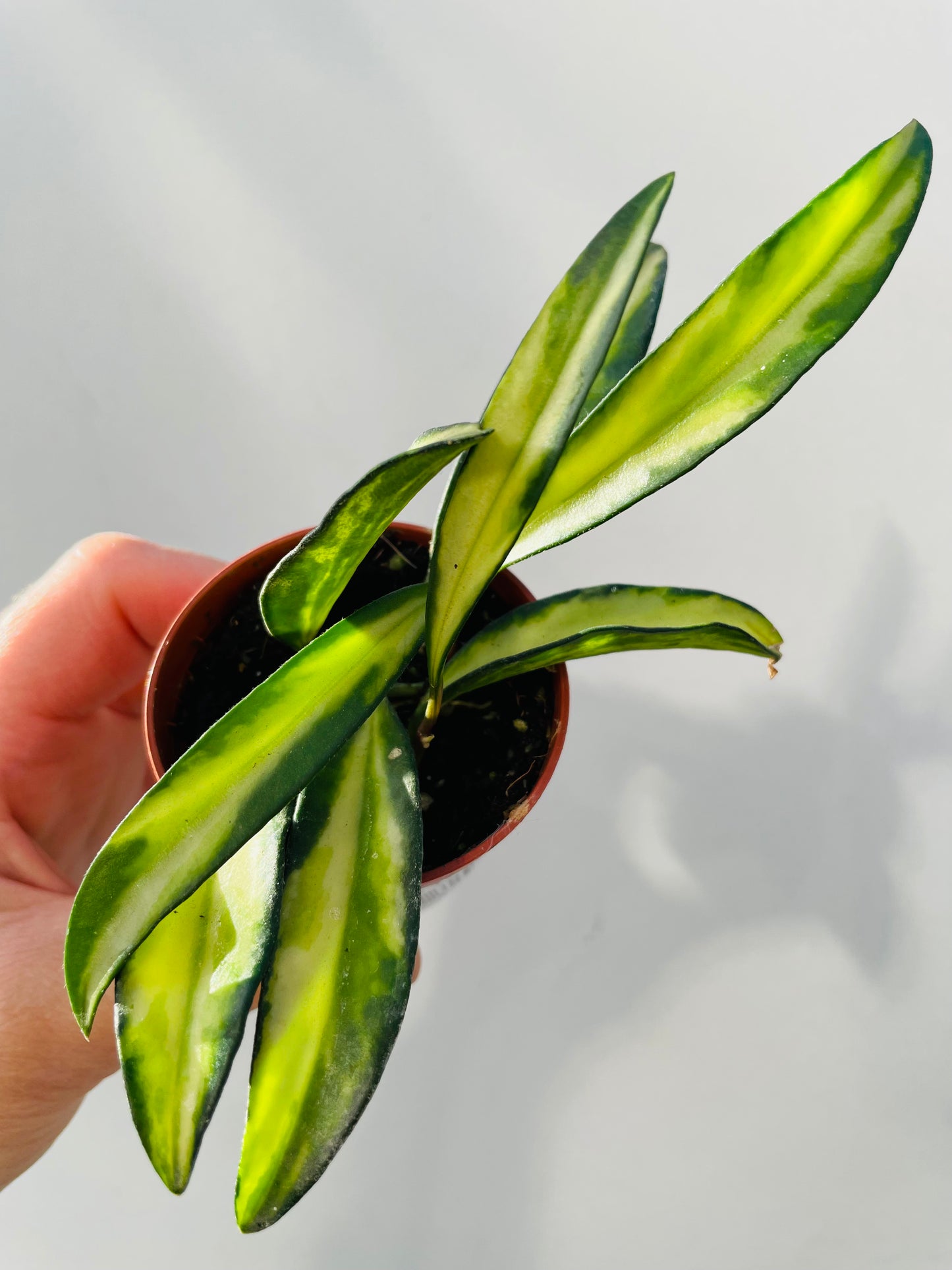 Hoya wayetii ‘Tricolor’