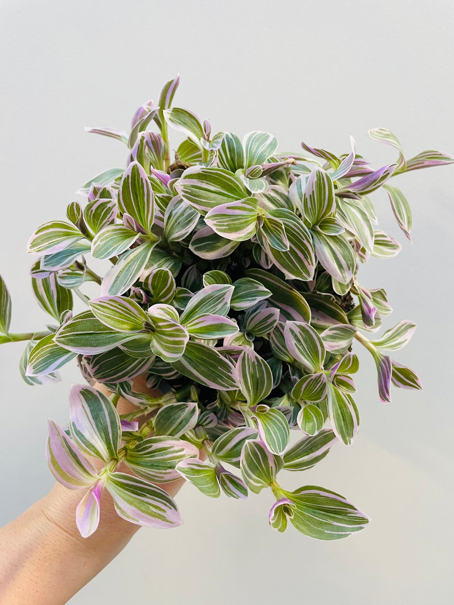 Bilde av Tradescantia albiflora-Spanne Plantesalg