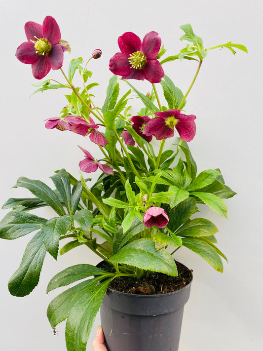 Bilde av Helleborus Viv Victoria-Spanne Plantesalg