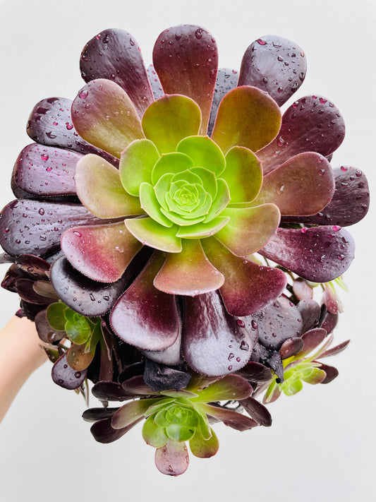 Bilde av Aeonium arboreum-Spanne Plantesalg
