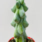 Myrtillocactus geoemtrizans fukurokuriuzimboku 6 cm potte