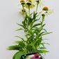 Echinacea purpurea