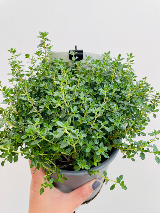 Bilde av Thymus citrodorus-Spanne Plantesalg