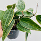 Bilde av Hoya macrophylla albomarginata-Spanne Plantesalg
