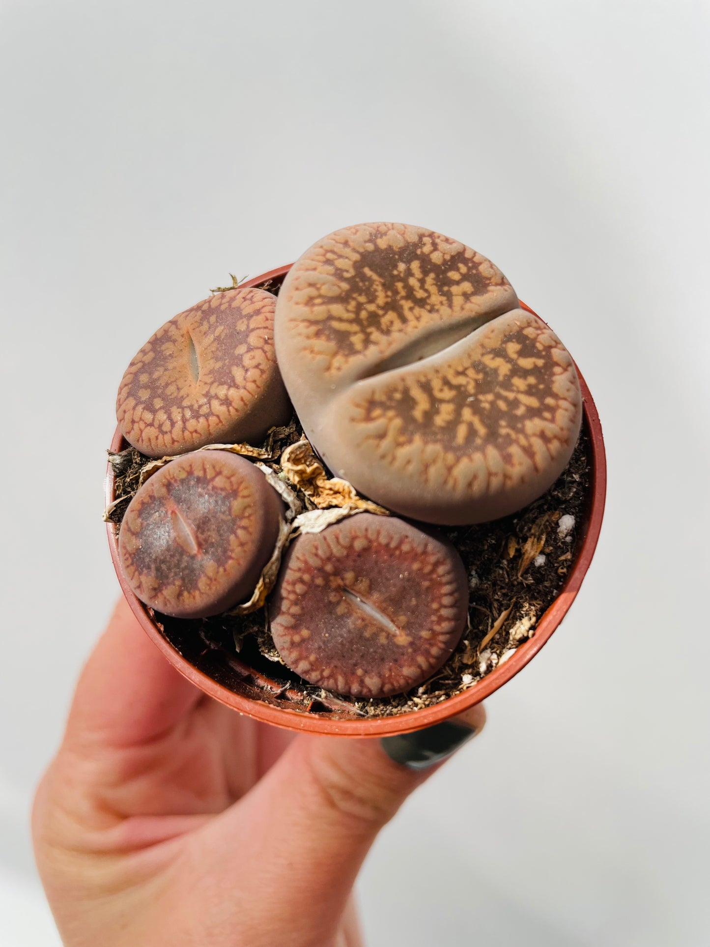 Lithops lesliei