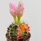Bilde av Gymnocalycium mihanovichii variegata-Spanne Plantesalg