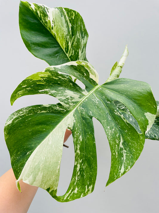 Bilde av Monstera variegata topp stikling-Spanne Plantesalg
