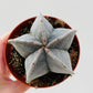 Bilde av Astrophytum myriostigma ‘Onzuka’-Spanne Plantesalg