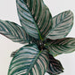 Bilde av Calathea ornata sanderiana-Spanne Plantesalg