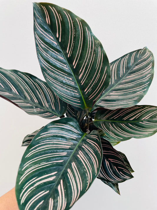 Bilde av Calathea ornata sanderiana-Spanne Plantesalg