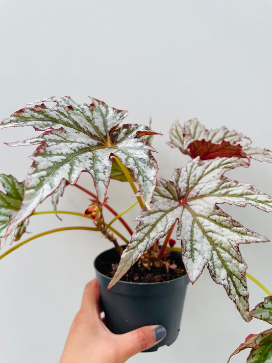 Bilde av Begonia rex ‘Spacestar Maia’-Spanne Plantesalg