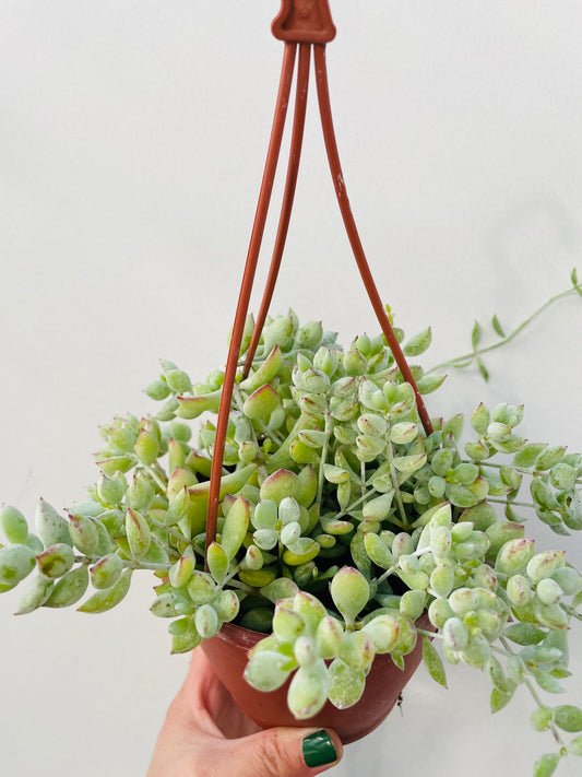 Cotyledon pendens