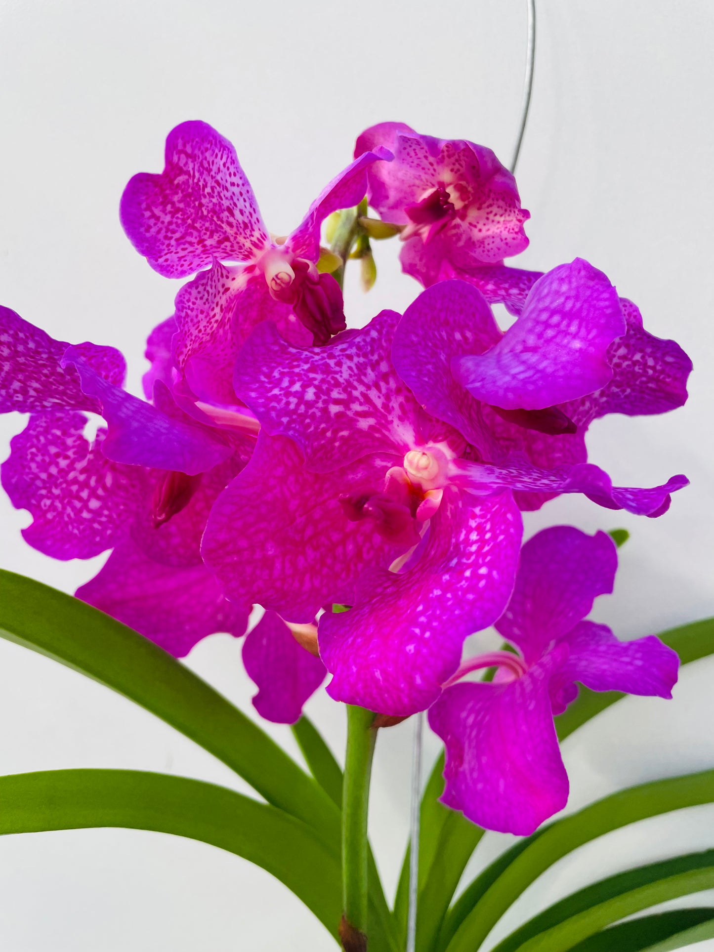 Vanda 3
