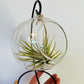 Bilde av Tillandsia i glasskule-Spanne Plantesalg