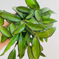 Bilde av Hoya ‘Rosita’-Spanne Plantesalg