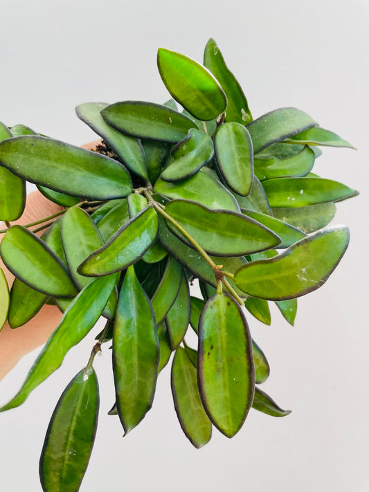 Bilde av Hoya ‘Rosita’-Spanne Plantesalg