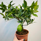 Bilde av Citrus ‘Meyer’ 16 cm potte-Spanne Plantesalg