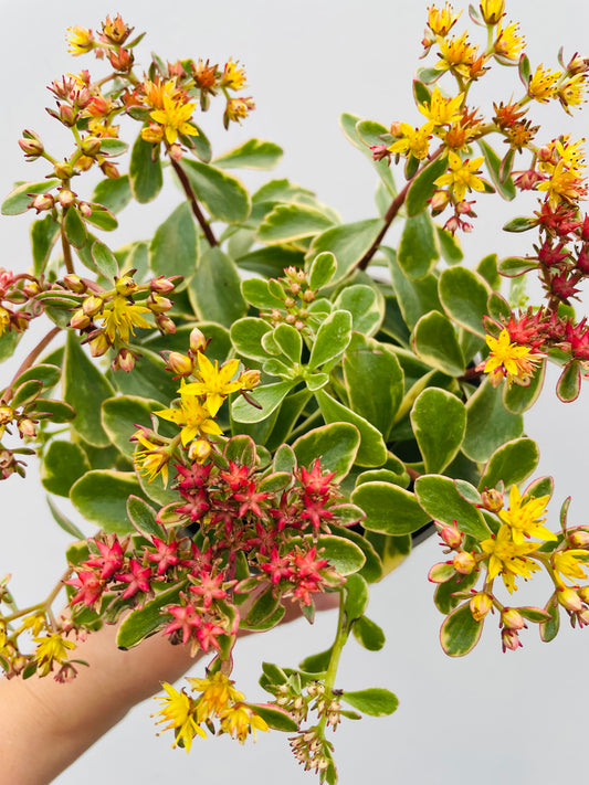 Sedum kamtschaticum variegatum