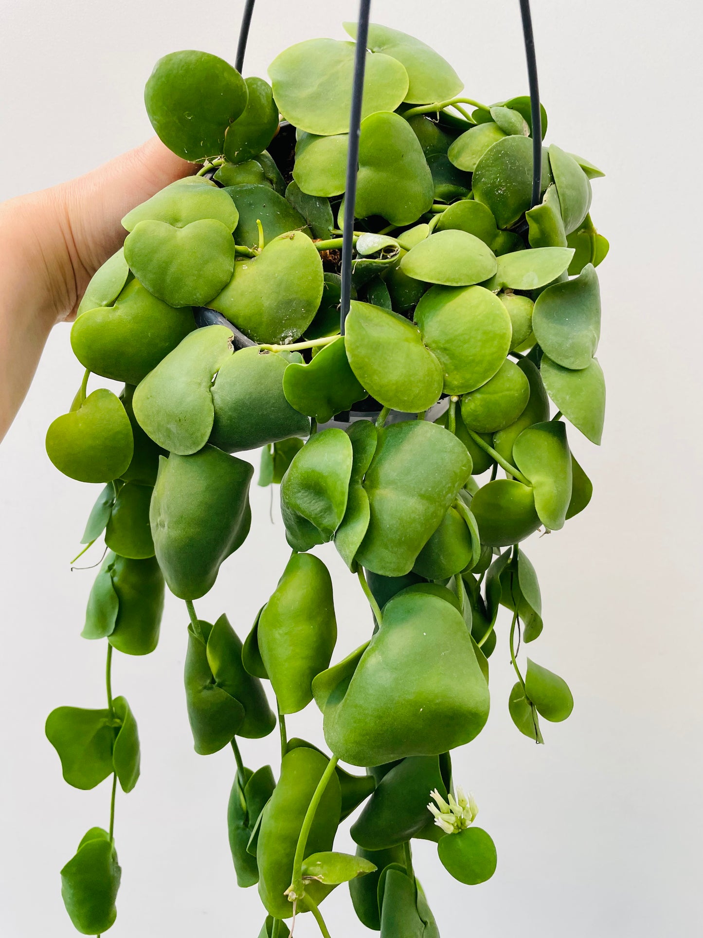 Dischidia platyphylla