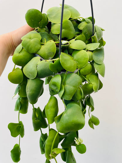 Dischidia platyphylla