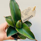 Bilde av Sansevieria ehrenbergii ‘Samurai Dwarf’-Spanne Plantesalg