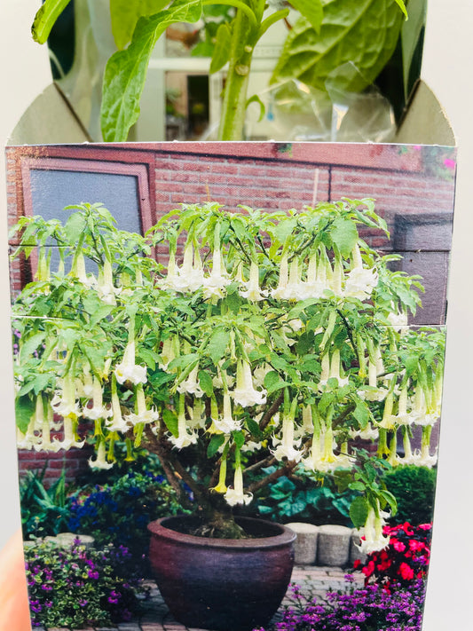 Bilde av Brugmansia hvit 10 cm potte-Spanne Plantesalg