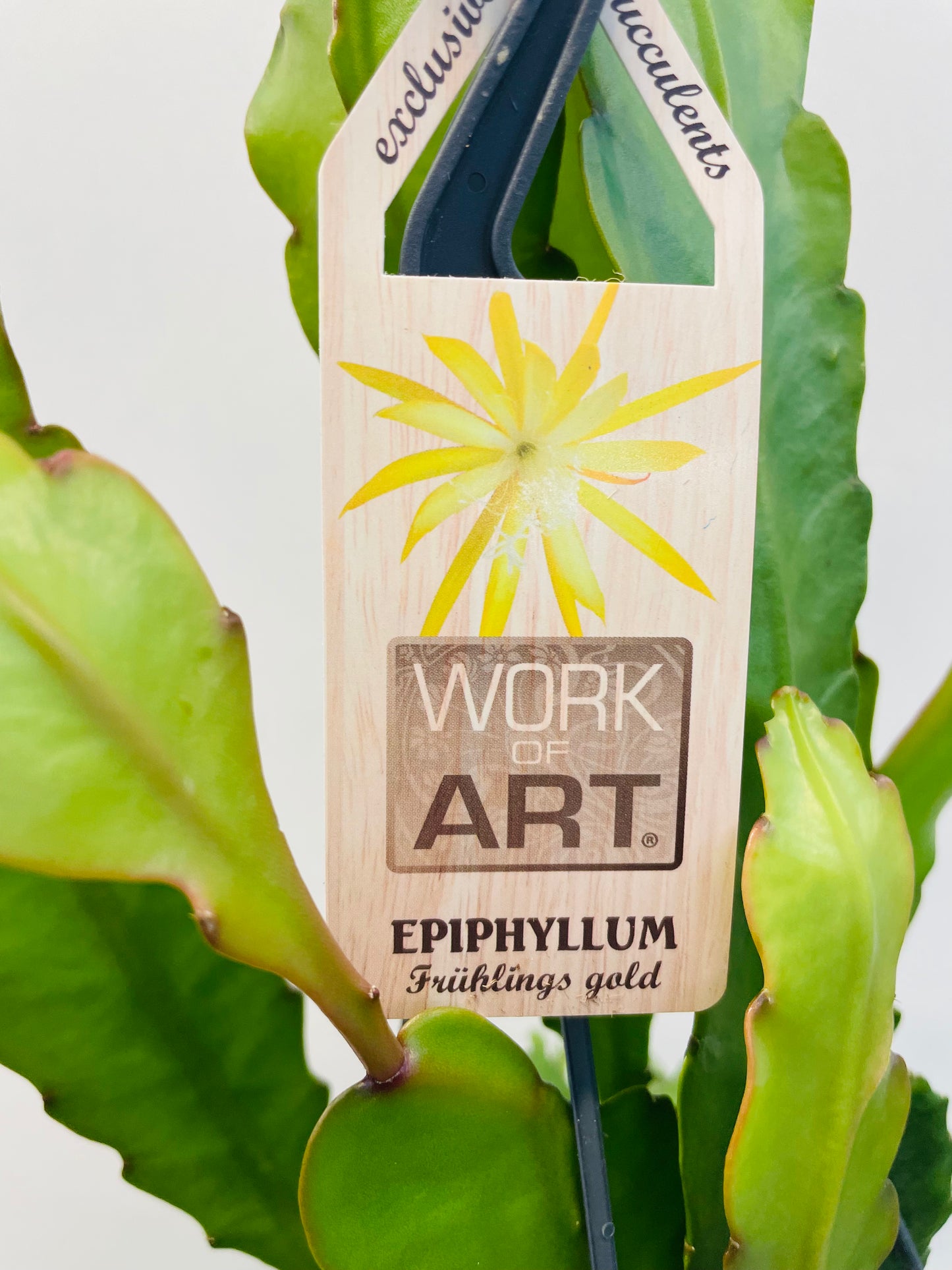 Epiphyllum ‘Fruhlings Gold’