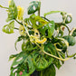 Bilde av Monstera adansonii albo variegata 18 cm potte-Spanne Plantesalg