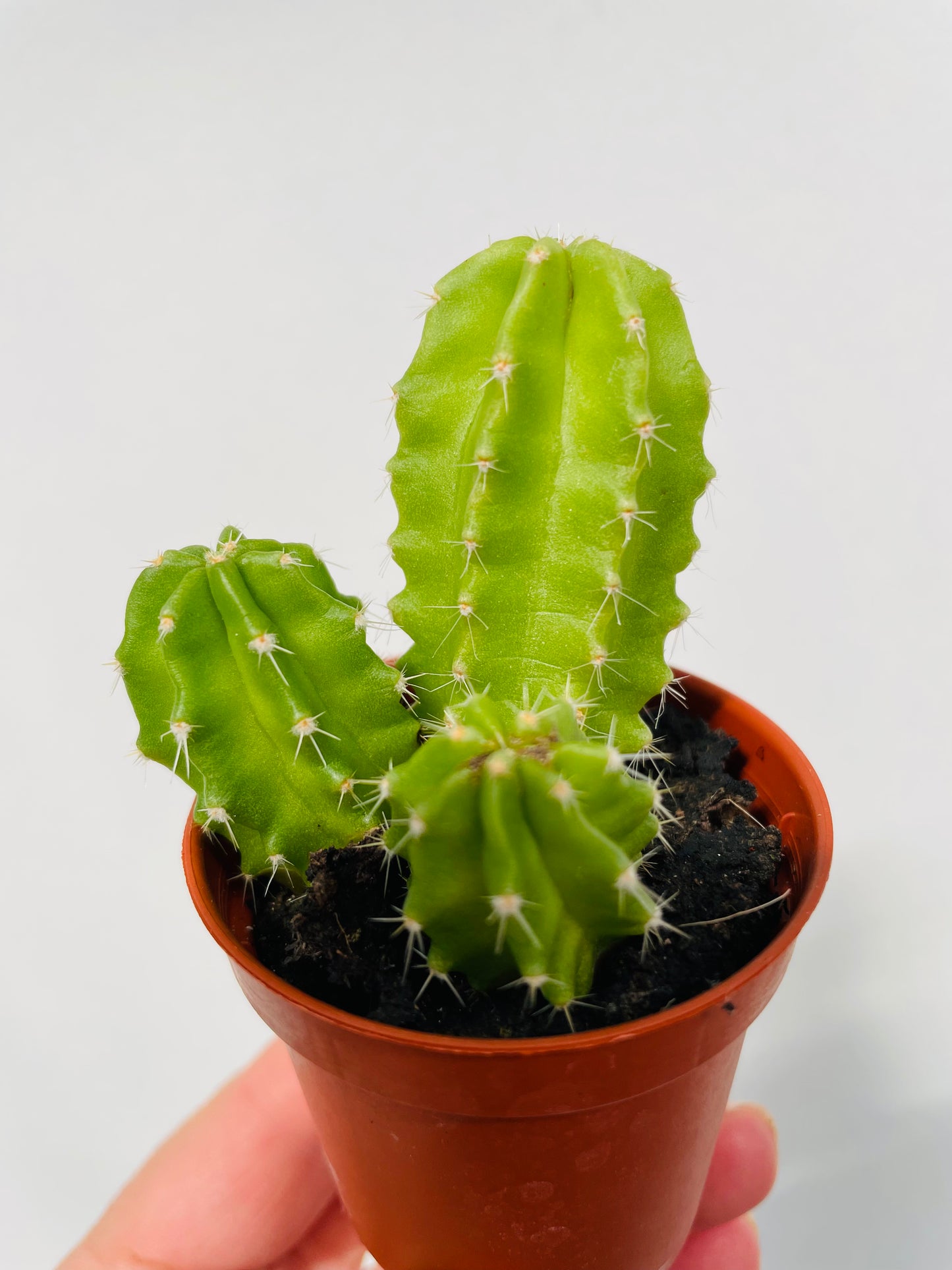 Echinocereus viereckii morricalii