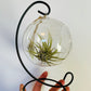 Bilde av Tillandsia i glasskule-Spanne Plantesalg
