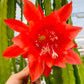 Bilde av EPIPHYLLUM-Spanne Plantesalg