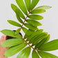 Bilde av Zamia furfuracea-Spanne Plantesalg